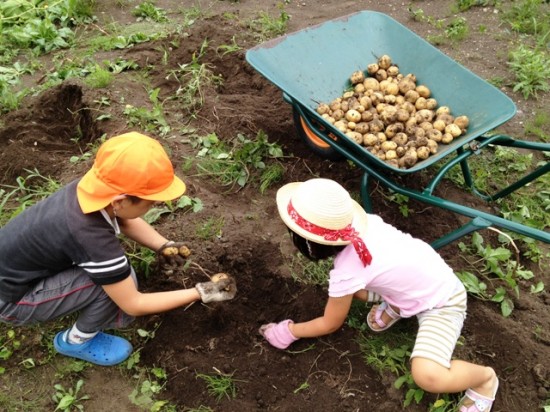 じゃがいも・枝豆を収穫20120902-2