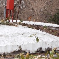 我が家周辺を縄張りにするキツネ