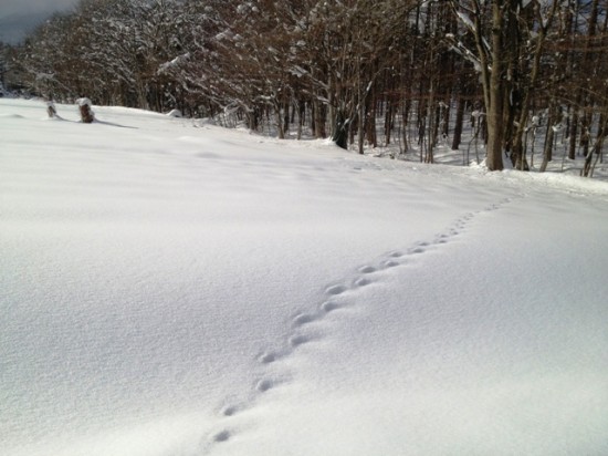 天気が良かったので昼の散歩に出ました2