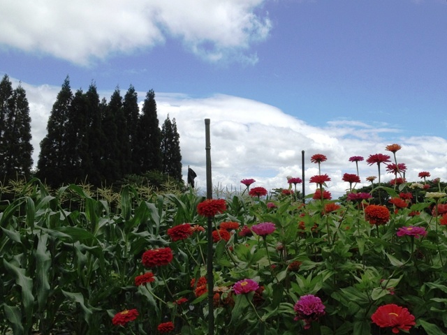 今日の散歩の風景20120808