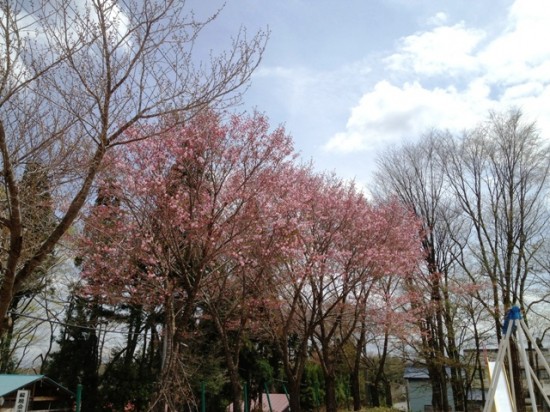 ついに桜が開花！201205b