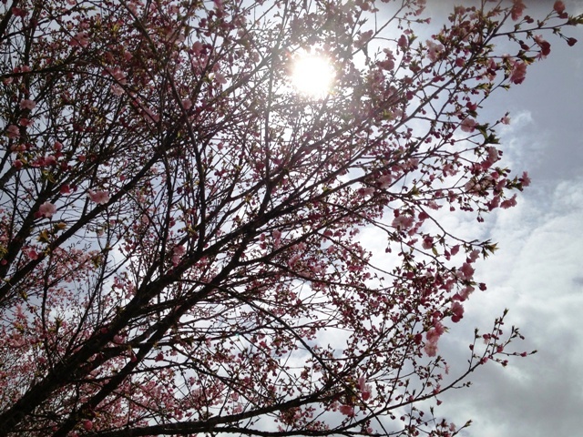 黒姫の桜もようやく咲き始めました