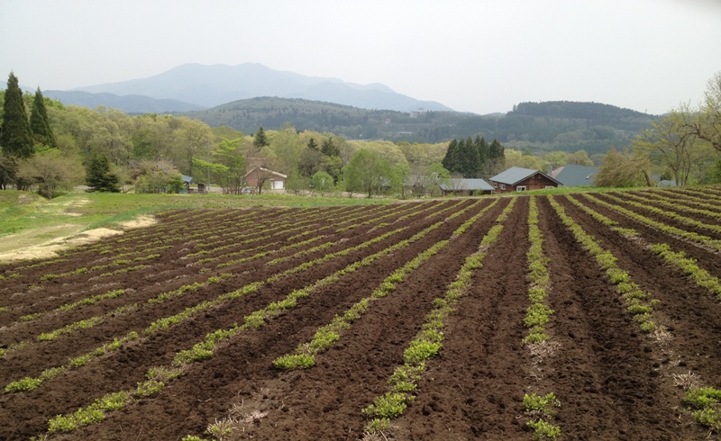 甘茶の新芽が出てきました