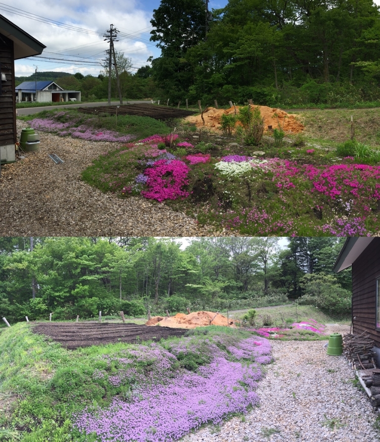 我が家の庭にて20170527～芝桜・ロンギカウリスタイムが綺麗です～