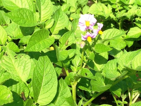 じゃがいもの花が咲き始めました