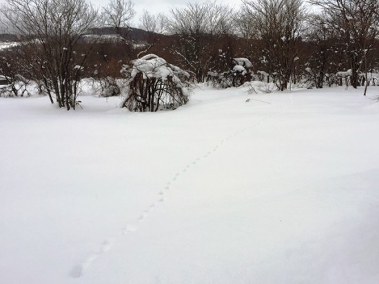 雪の上に動物の足跡を見つけました。タヌキ?猫?