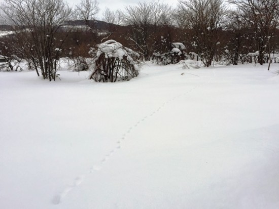 雪の上に動物の足跡を見つけました。タヌキ？猫？