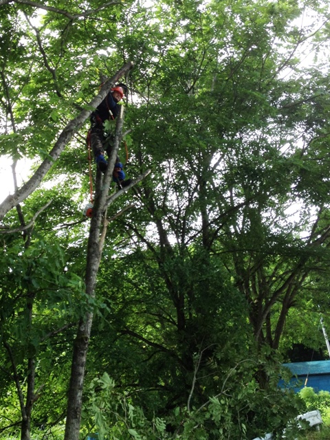 胡桃（くるみ）の木伐採作業