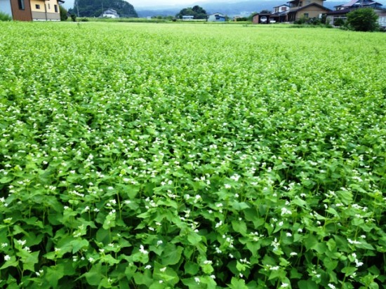 蕎麦の花満開20120828