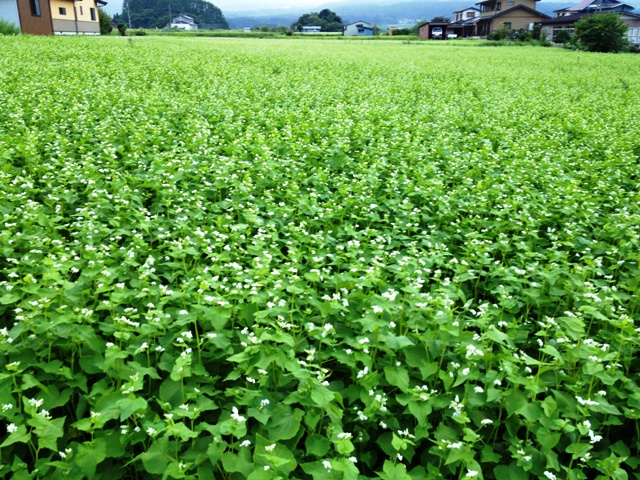 蕎麦の花満開20120828