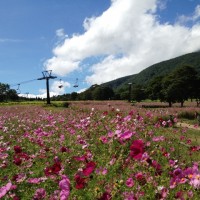 黒姫コスモス園へ20120917