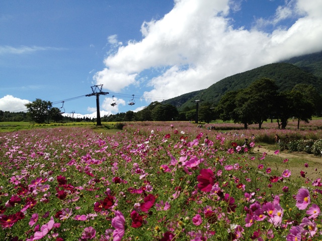 黒姫コスモス園へ20120917