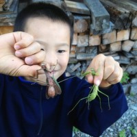 カマキリが大量出現！