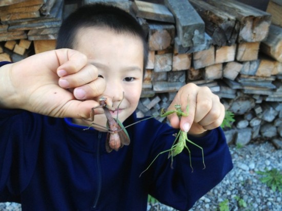 カマキリが大量出現！