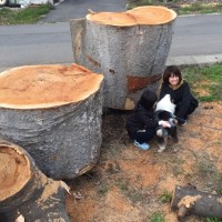 欅巨木丸太を入手・臥竜公園の桜～20150412