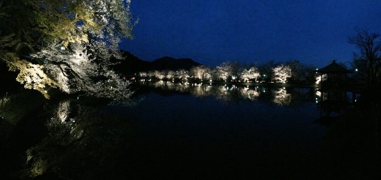 臥竜公園の夜桜20150412-1