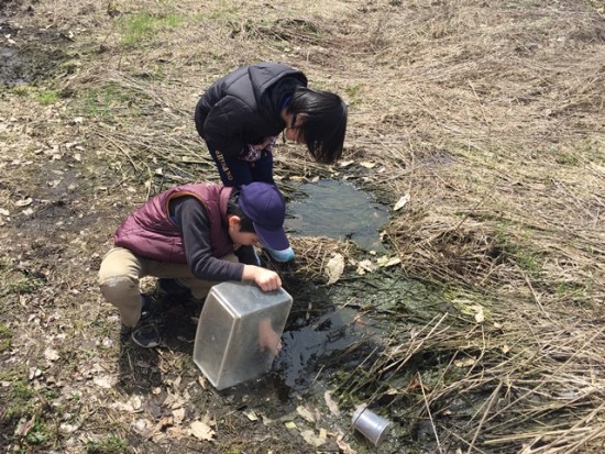 カエルの卵を干上がりそうな水たまりより救出20150418