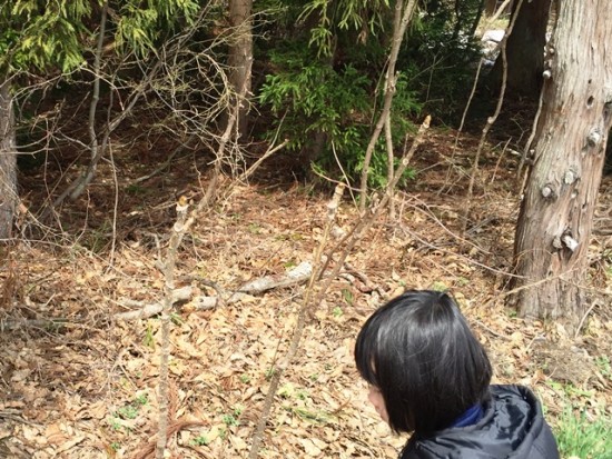 タラの芽も出てきました20150418