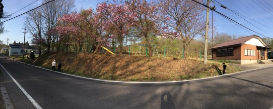 信州・黒姫今日の風景20150501-集落公会堂前の桜が開花！-