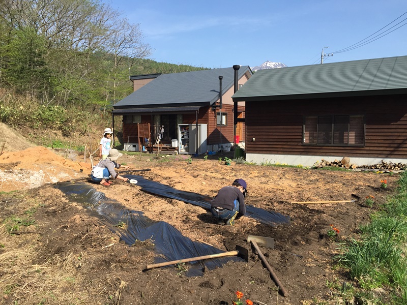 マルチ掛け、植え付け完了～我が家の畑20150503～1