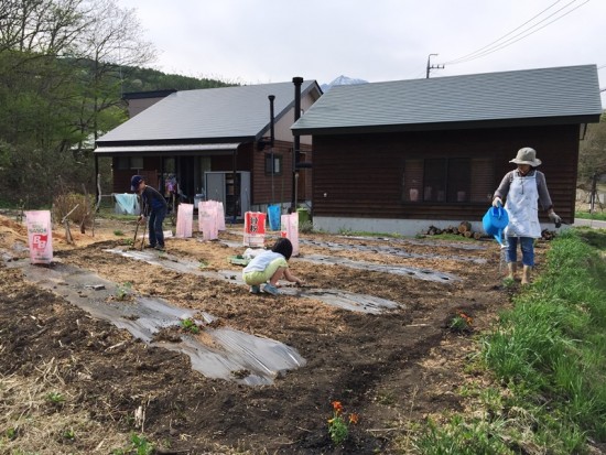 マルチ掛け、植え付け完了～我が家の畑20150503～2