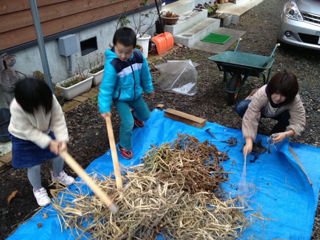 マメ脱穀を開始20121123-1