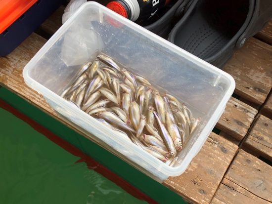 野尻湖へわかさぎ釣りに20180227-4