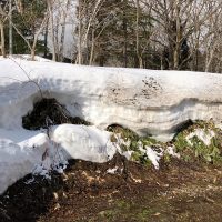 春っぽい陽気になってきました20180312