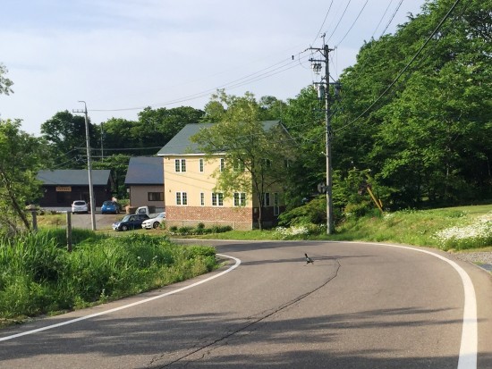 道路にキジが飛び出してきました！20150624