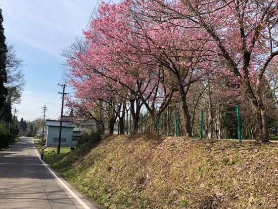 集落の桜が咲きました20180423