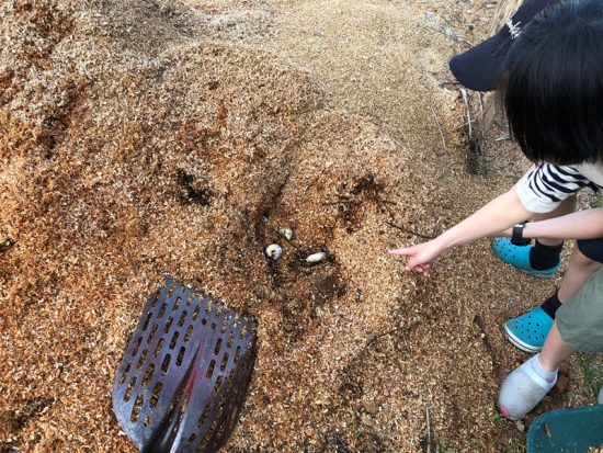 今年もおが屑の山の中にカブトムシの幼虫が。。20180429-2