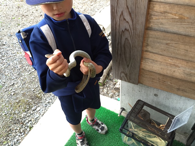 息子が学校でヘビを捕まえてきました1