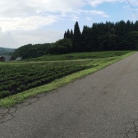 今日の信州・黒姫20150624～梅雨真っ只中・キジのつがい～