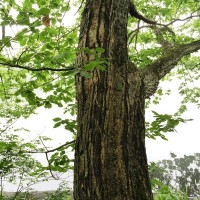 木に登るモリアオガエルを発見！