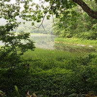 古池の砥草群生地。環境変化により数年前より減っていました。。