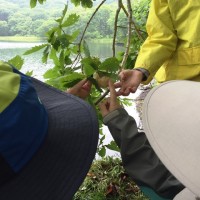 モリアオガエルの卵塊。既におたまじゃくしが出たあとのものも多くありました。