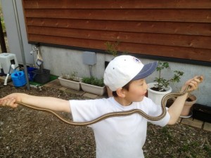 息子がついにヘビを捕まえました2