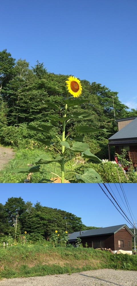 我家の庭の風景20150810-1