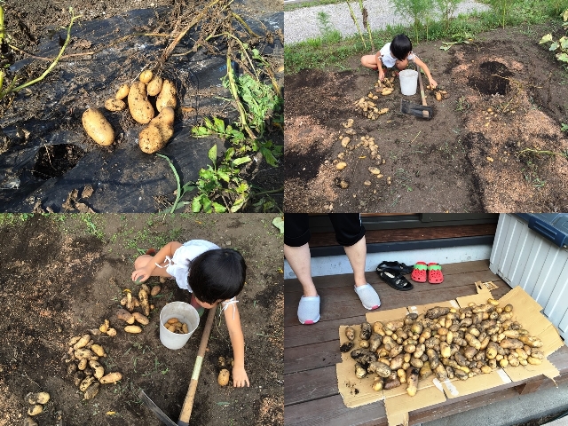 じゃがいも掘り。昨年収穫した芋を種芋としたので収量は上々！