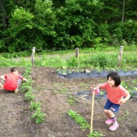 今日は1日庭いじり20130609