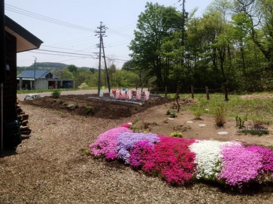 我が家の庭の芝桜が満開となりました