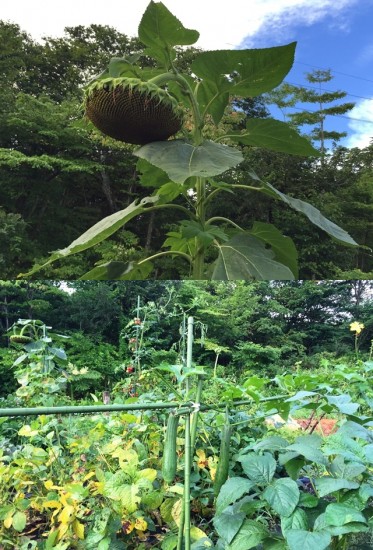 ひまわりの花は散り、ヘチマの実が大きくなりました