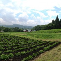 散歩の道中にて20130625