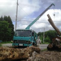 栃の丸太6本を入手しました20130719