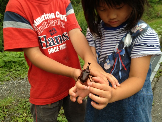 今年はカブトムシ・クワガタが多い？！