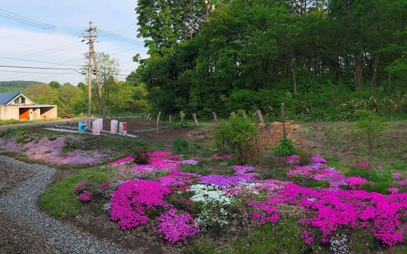 我家の庭20190526～芝桜満開～