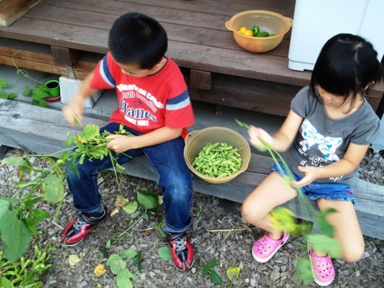 枝豆の季節到来！2