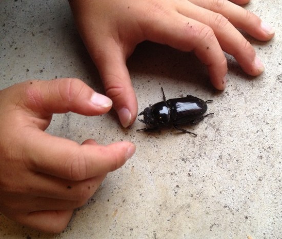 オオクワガタの成虫が誕生！3