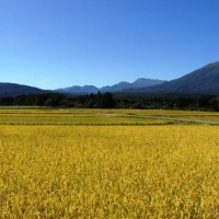 信州・黒姫今日の景色20130920～収穫の季節になりました～