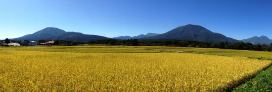 信州・黒姫今日の景色20130920～収穫の季節になりました～